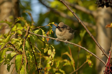 sparrow on a branch