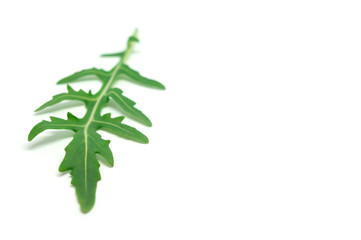 green arugula on a white background ingredient for salad