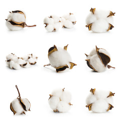 Set of several flowers of cotton isolated on a white background