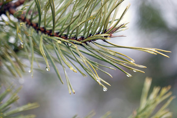 Naklejka na ściany i meble drops of water on pine 