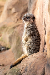 Meerkat Resting against a Wall