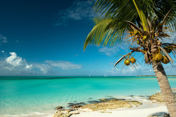 Fototapeta na wymiar Palm and the blue, Long Island Bahamas