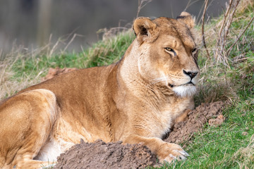Obraz na płótnie Canvas Beautiful Female Lion Resting on Grass