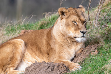 Fototapeta premium Beautiful Female Lion Resting on Grass