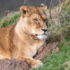 Fototapeta na wymiar Beautiful Female Lion Resting on Grass