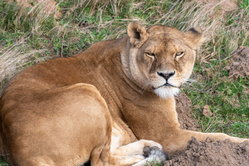 Obraz na płótnie Canvas Beautiful Female Lion Resting on Grass