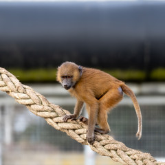 Baby Baboon Walking along a Rope