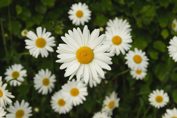 Fototapeta premium white daisies