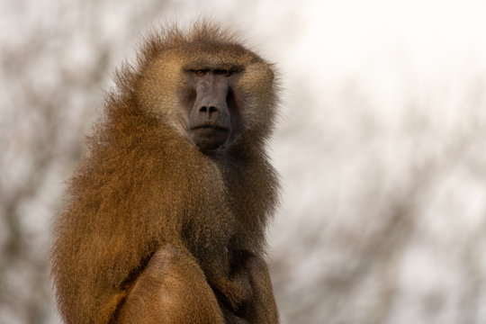 Adult Baboon Looking over its Shoulder