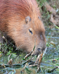 Capybara Standing near the Waters Edge