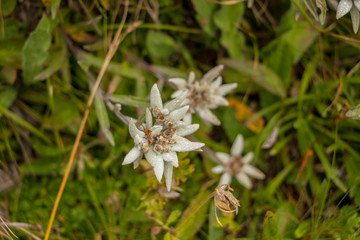 Three Edelweiss flowers in mountains