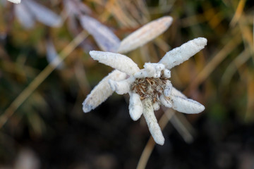 Edelweiss flower in mountains, close up