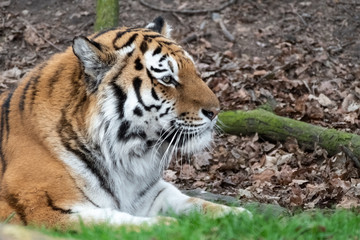 Fototapeta na wymiar Powerful Amur Tiger Resting on Grass