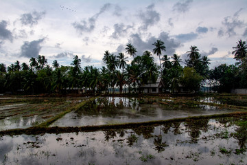 Row of palms in the middle of a rice field in Tissamaharama, Sri Lanka