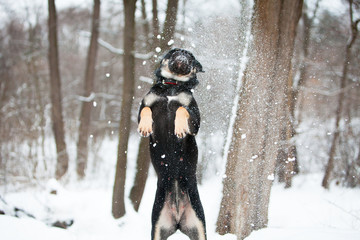 Cadebo dog frolic in winter in the snow