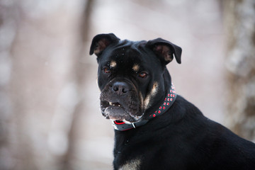 The dog of the Cadebo breed, black and tan in winter, opened its mouth