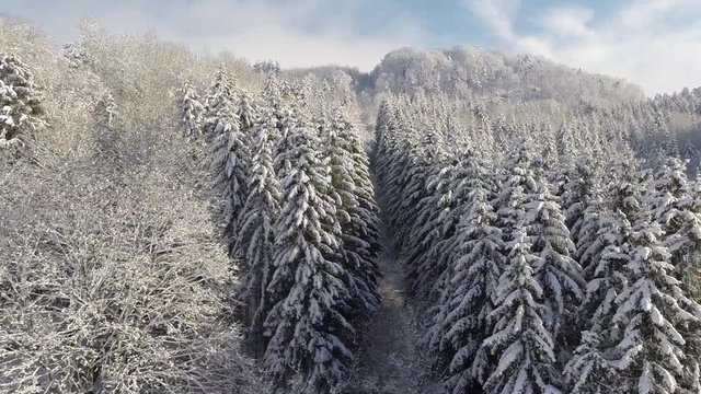 Crane shot of snow covered pine trees, Burg Hohenzollern, Baden-Wuerttemberg, Germany