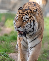 Fototapeta na wymiar Front View of a Amur Tiger