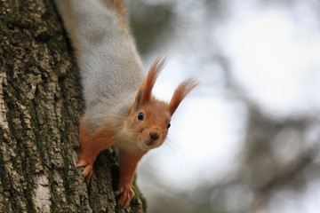 Naklejka na ściany i meble Cute squirrel on a tree portrait