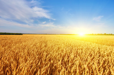 Field of Golden wheat under the blue sky
