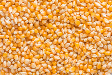 Corn seeds texture