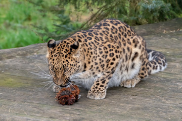 Majestic Amur Leopard Feeding on a Pheasant