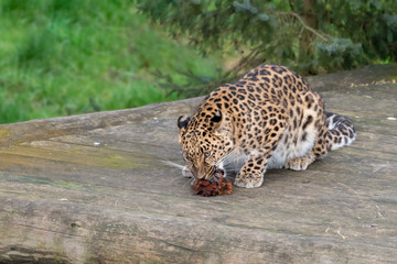 Naklejka na ściany i meble Majestic Amur Leopard Feeding on a Pheasant