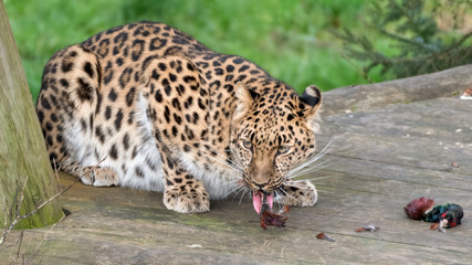 Majestic Amur Leopard Feeding on a Pheasant