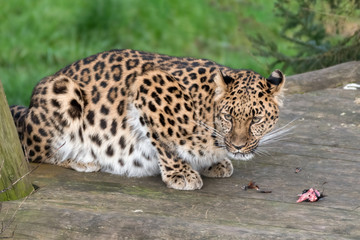 Majestic Amur Leopard Feeding on a Pheasant