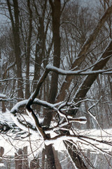 Winter Reflection #3