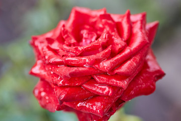 Red rose with dew drops on the petals.