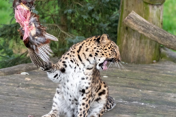 Fototapeta na wymiar Majestic Amur Leopard Feeding on a Pheasant