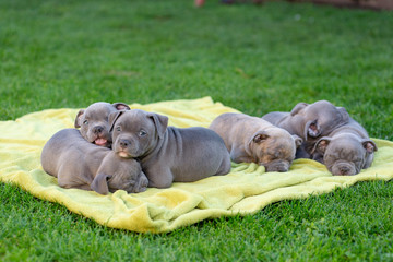 American bulli puppies fall asleep on a grass rug in a park.
