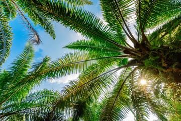 Fototapeta na wymiar Palm plantation. Trees with large leaves on a clear sky background