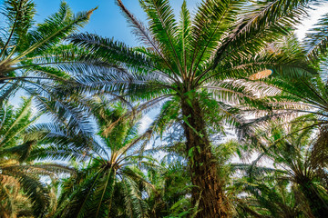 Fototapeta na wymiar Palm plantation. Trees with large leaves on a clear sky background
