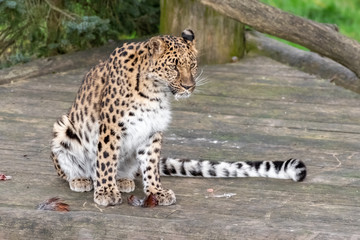 Majestic Amur Leopard Feeding on a Pheasant