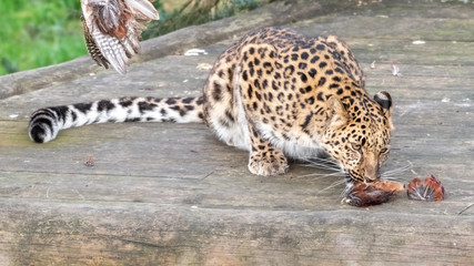 Majestic Amur Leopard Feeding on a Pheasant