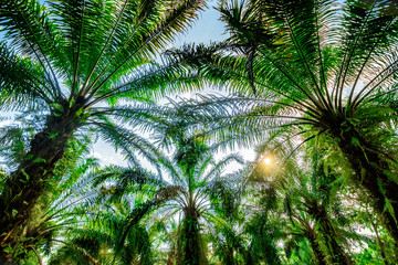 Palm plantation. Trees with large leaves on a clear sky background