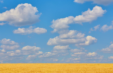 Fototapeta na wymiar Field of Golden wheat under the blue sky