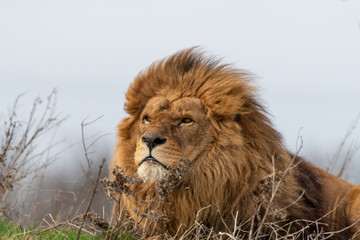 Fototapeta na wymiar Large Male Lion Resting in Grass