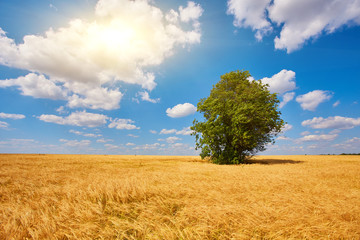 Fototapeta na wymiar Gold Wheat flied panorama with tree at sunset