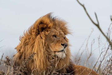 Obraz na płótnie Canvas Large Male Lion Resting in Grass