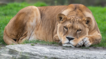 Obraz na płótnie Canvas Beautiful Large Female Lion Resting 
