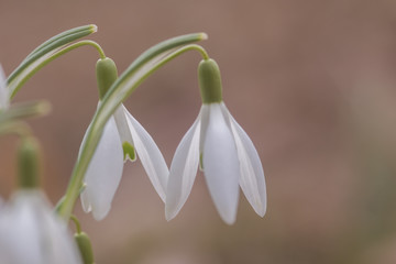 Obraz premium Snowdrops 