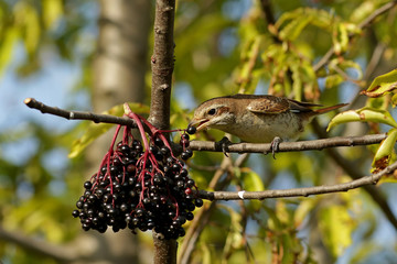 bird on a branch