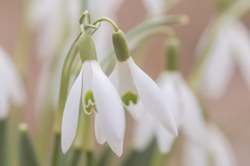 Obraz premium Snowdrops 