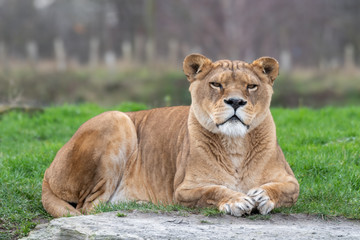 Fototapeta na wymiar Beautiful Large Female Lion Resting 