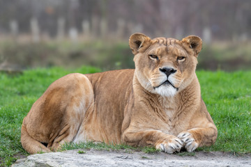 Naklejka na ściany i meble Beautiful Large Female Lion Resting 