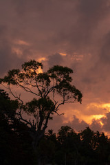 The silhouette of a tree with a purple, orange and cloudy sunset in tissamaharama, Sri Lank