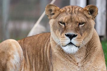 Obraz na płótnie Canvas Beautiful Large Female Lion Resting 